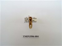 藏品(叉胸異腹胡蜂)的圖片